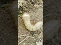 #shorts #video #Caterpillar