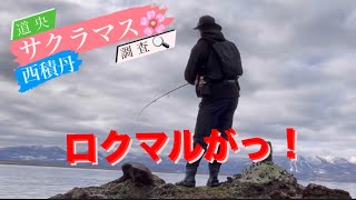 お隣ロクマル！こちらは◯◯◯。西積丹(寿都、泊、神恵内)ショアサクラマス情報