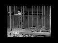 Charlie Chaplin-The Lion Cage-Full scene (The Circus 1928) (720p HD) #charliechaplinfans #charliecom