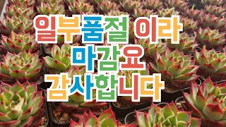 2023년 2월 3일 이쁜다육 착한가격 택배가능