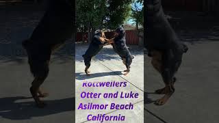 Asilomar Rottweilers running around beach