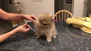 pomeranian Teddy puppy first haircut grooming pom puppies cute ever