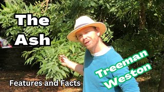 How to Identify an Ash Tree (Fraxinus excelsior) with Interesting Tree Facts