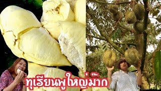 กินทุกเรียนแบบสะใจพูใหญ่ม๊าก เที่ยวสวนทุเรียนภูเขาไฟศรีสะเกษ จ.ศรีสะเกษ  ดูสวนยางบ้านป้าแป๋ว