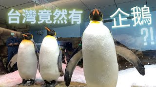 桃園小旅行之第1日 - PART 1!! XPark 水族館、羊世界牧場、友竹居茶館、中壢觀光夜市