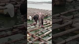 Amazing Way To Farm Oysters