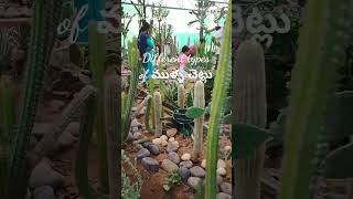 Botanical gardens| మూలికా వనము| ముళ్ళ చెట్లు| like నాగజముడు,బ్రహ్మజముడు