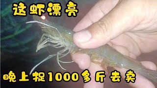 【阿鐵趕海】阿鐵捉1000多斤蝦去泉州賣，生意不會做反而虧車費了，白忙到天亮