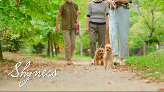 犬見知りチワプー VS 犬見知りマルプー  初めての友達大作戦！ 一緒にお散歩で距離外縮まるかな？