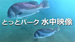 魚がいっぱい！水中カメラでみる初夏の海釣り公園　大阪とっとパーク