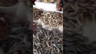 Negombo Fish Market.