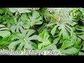 MONSTERA HOUSEPLANT CARE & GROWING TIPS/JoyUsGarden