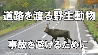 道路を渡る野生動物～事故を避けるために