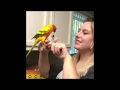 Sun Conure Talking