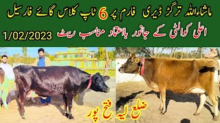 HF Mashallah Traghar dairy farm par 6 TOP CLASS COW for sale Big Cow | Animal pk official