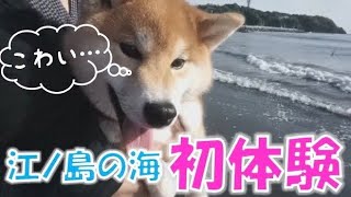 初めての海にビビリまくり！柴犬いなり | Vlog#22