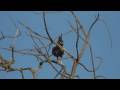 long crested eagle hd version