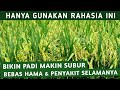 SEKALI SEMPROT PADI BEBAS HAMA & PENYAKIT SELAMANYA