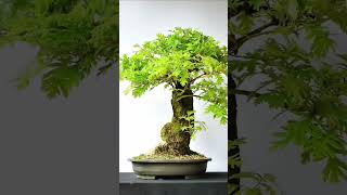 Quercus Pyrenaica #bonsai #bonsaitree #life #nature #arte #plants #quercus #ourense