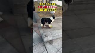 狗子在广场玩滑板 上一秒：不愧是边牧！下一秒：边牧也是狗 #狗狗  #萌宠  #搞笑