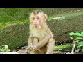 VERY SAD LIFE OF SAVANA BABY MONKEY, WHY BUNITA NOT ACCEPT HER AS HER OWN BABY, BABY CRYING LOUD