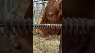 Jealous that she isn’t getting any cake 😂 #cow #lovefarm #farming