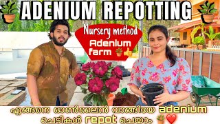 ADENIUM ചെടികൾ എങ്ങനെ repot ചെയാം🪴nursery method🎄❤️ online വാങ്ങിയ ചെടികൾ എങ്ങനെ repot ചെയാം ❤️🪴