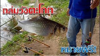 ตกปลาบ่อทรายอยุธยา ถล่มวังตะโกก  #ตกปลาหน้าดิน #หมายฟรี