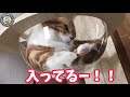 最新キャットタワーで遊ぶマンチカンとベンガルがたまらない！