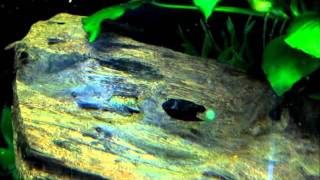 A Quick Guide to Breeding Bristlenose Plecos (Ancistrus spp.)