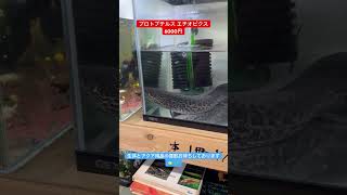 【プロトプテルスエチオピクス】6000円で販売中（東京都江戸川区）【買取専門店/セカンドアクア】