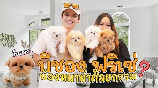 บุกฟาร์มหมาเกาหลี มอลทีส \u0026 บิชอง ฟริเซ่ สวรรค์ของคนรักน้องหมาพันธุ์เล็ก! | ติดเต๋า