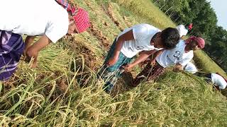 ঝিনাইদহ জেলা ছাত্রলীগের নির্দেশনায় আজ ঝিনাইদহ কলেজ ছাত্রলীগ ২নং মধুহাটি ইউনিয়নের কামতা ও মির্জাপুর গ