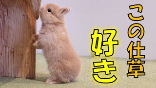 うさぎさんの「かわいい仕草」が満載！！