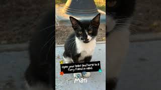 Meet Your New Best Friend: Adorable Ready-to-Adopt Kittens! 🐾