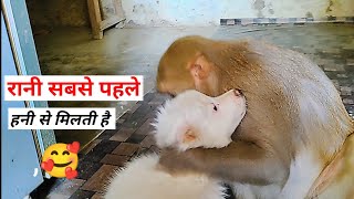 रानी हनी का प्यार।।भाई बहन का प्यार।। monkey Rani very Care Honey ।। Monkey Rani Honey Eating Food🥗