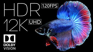 HDR 12K 60fps Dolby Vision | Stunning Clarity