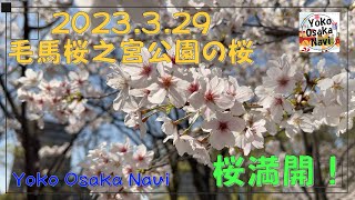 毛馬桜之宮公園桜満開2023.3.29 Kema Sakuranomiya Park cherry blossoms in full bloom2023.3.29