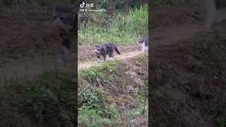 猫猫们养在农村三年多了，大家都是从哪个视频开始认识我们的呢？ 记录猫咪日常 我镜头下的小猫 无忧无虑的小猫咪 遛猫