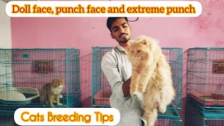 Persian cats Breeding Tips | Doll face, punch face and extreme punch face| (@PanchiPetsWorld ).