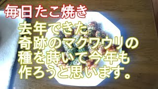 ７５．たこ焼き（マクワウリの種を蒔こう）