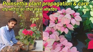 Poinsettia plants propagation \u0026 care | पॉइन्सेटिया का पौधा सबसे लोकप्रिय