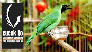 Playtube Pk Ultimate Video Sharing Website