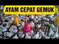 Kombinasi Obat dan Vitamin Untuk Ayam Gemuk Dan Sehat