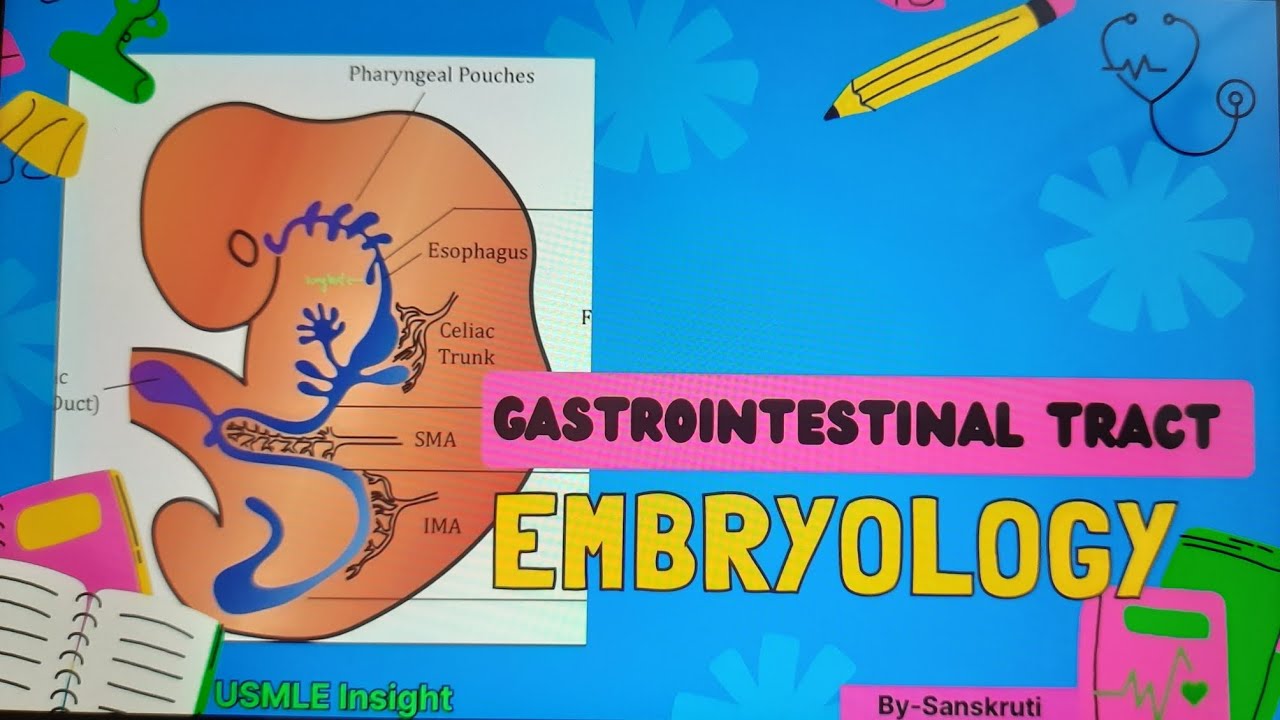 Embryology Of Gastrointestinal Tract #embryology #git #gitdevelepment # ...