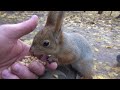 Голодная белка / Hungry squirrel