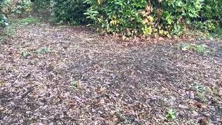 Wavy Cap Mushrooms
