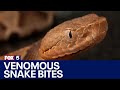 Copperhead snake bites Georgia man; What to do if one bites you | FOX 5 News