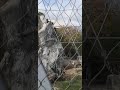 Обыкновенный стервятник в бакинском зоопарке🦅 зоопарк zoo_in_baku стервятник vulture