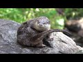 Fischotter / Eurasian Otter / Lutra lutra